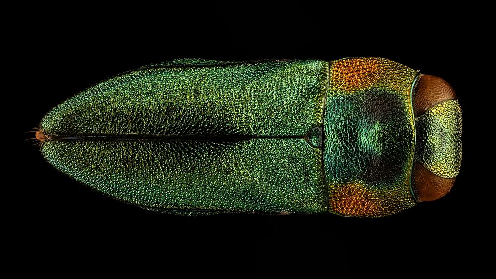 Green beetles, Anthaxia species.