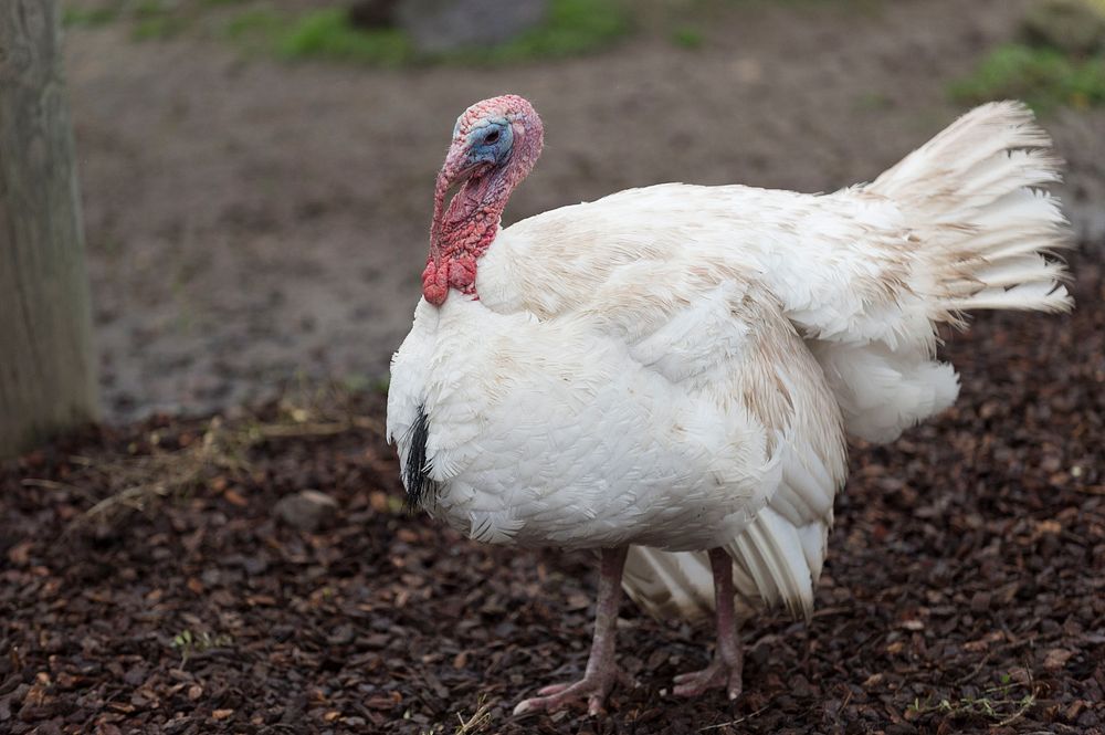 Turkey bird, farm animals. Original public domain image from Flickr