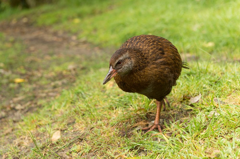 Weka bird, New Zealand wildlife. Original public domain image from Flickr