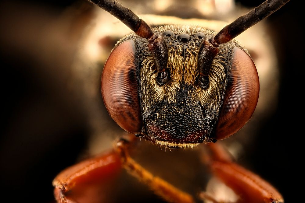 Red-eyed Bee, Triepeolus distinctus, headshot.