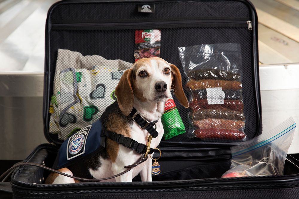 A Beagle of the U.S. Customs and Border Protection Office of Field Operations sits among training aids as it poses for a…