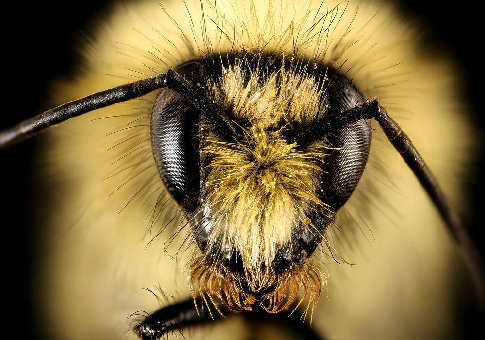 Bombus vagans, bumblebee face. 
