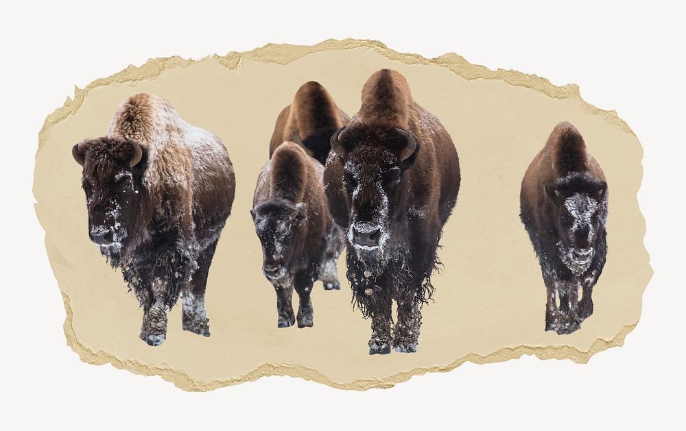 Group of bison collage element psd