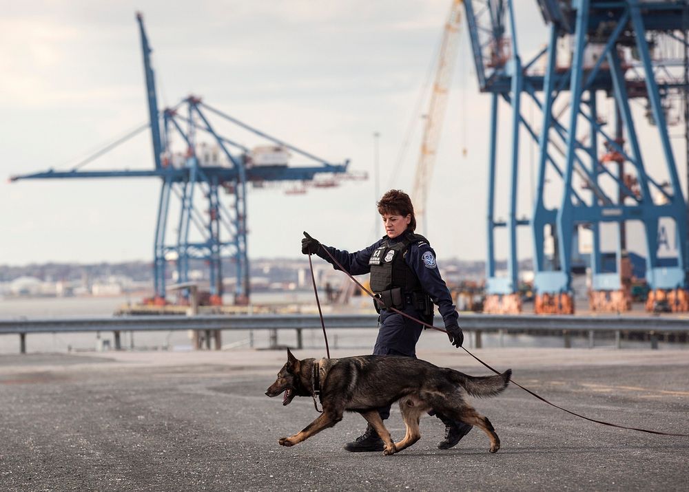 K-9 officers with the U.S. Customs and Border Protection Office of Field Operations conduct a training exercise at the Port…