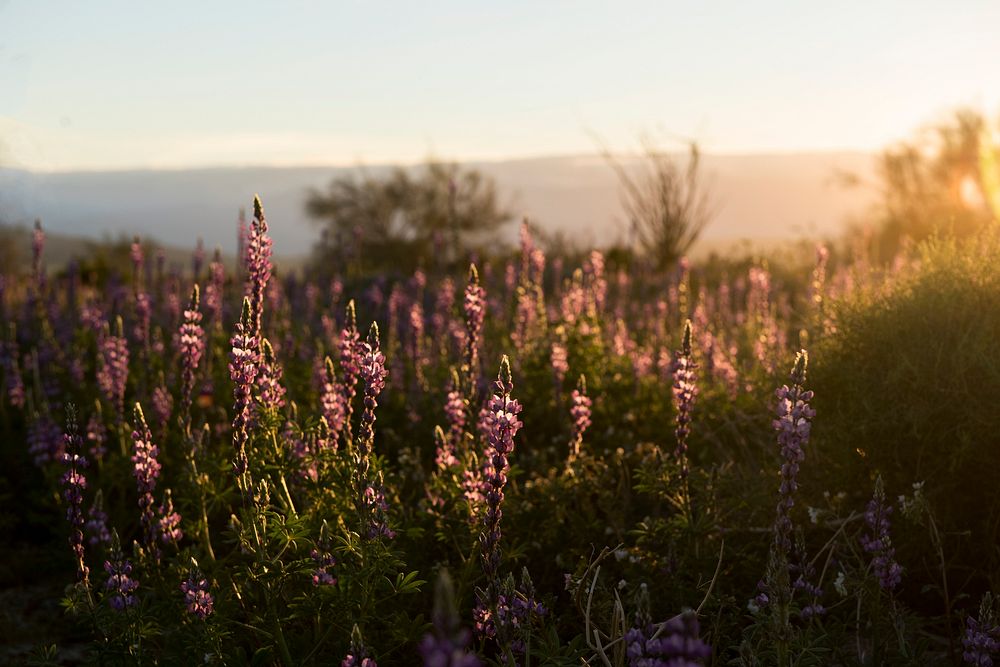 Arizona Lupine flower at sunset 