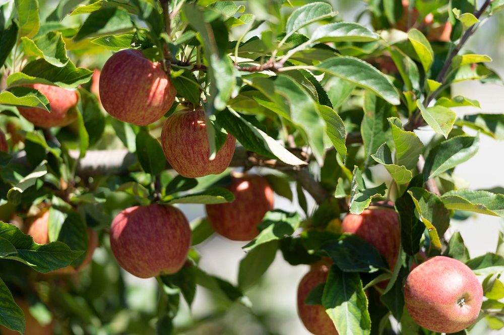 Apple branch, fruit tree. Original public domain image from Flickr
