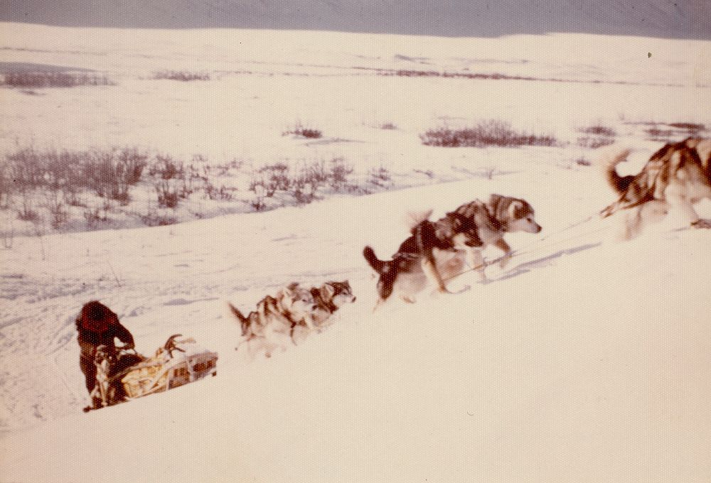 Dog sled trip from Bettles to Anaktuvuk - Gates of the Arctic. Original public domain image from Flickr