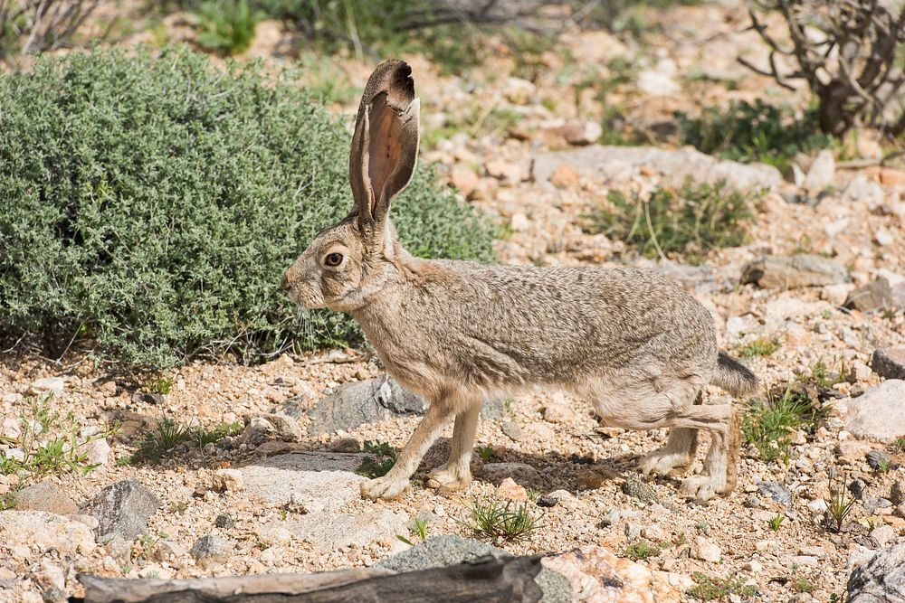 Black-tailed jackrabbit