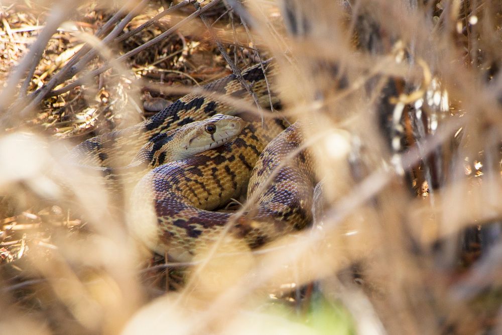 Gopher Snake