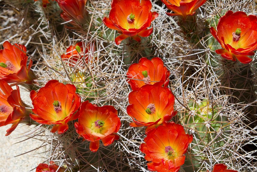 Mojave mound flower 