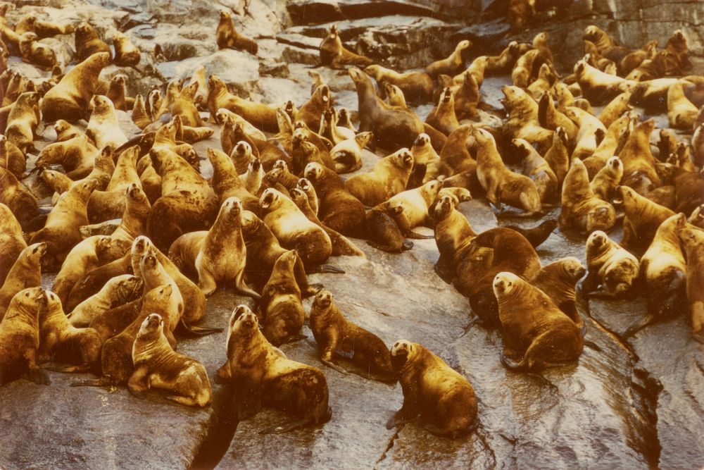 Steller sea lions. Original public domain image from Flickr