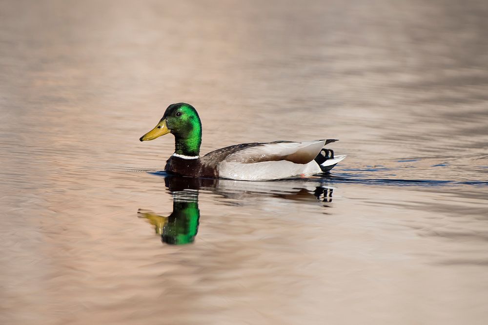 Mallard on water