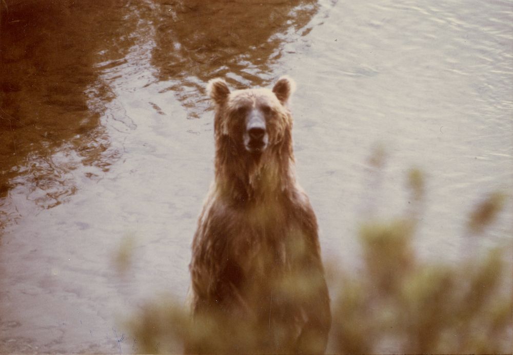 Brown bear. Original public domain image from Flickr