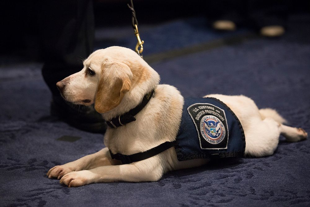 Agricultural specialty dog Calan rests on the floor as U.S. Customs and Border Protection, Office of Field Operations…