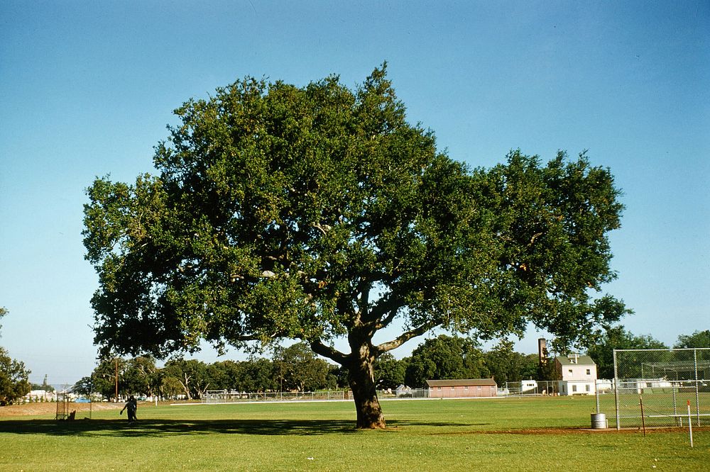 City logo oak tree, Burgess Park (May 1961).