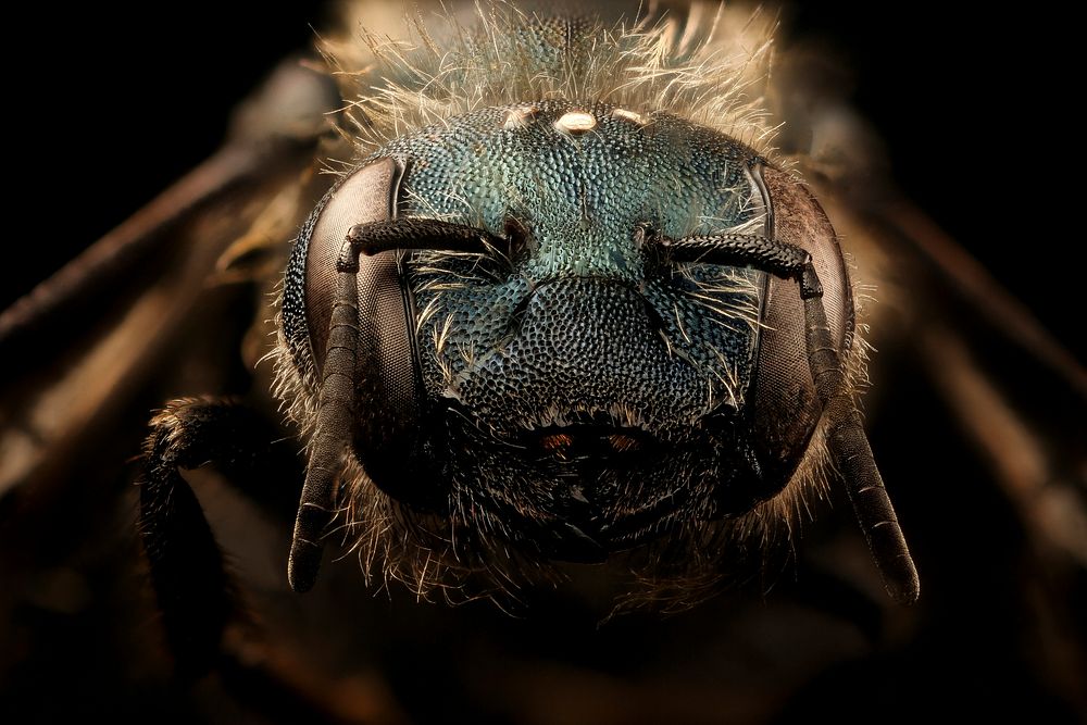 Mason bee, Osmia felti, female, face shot.