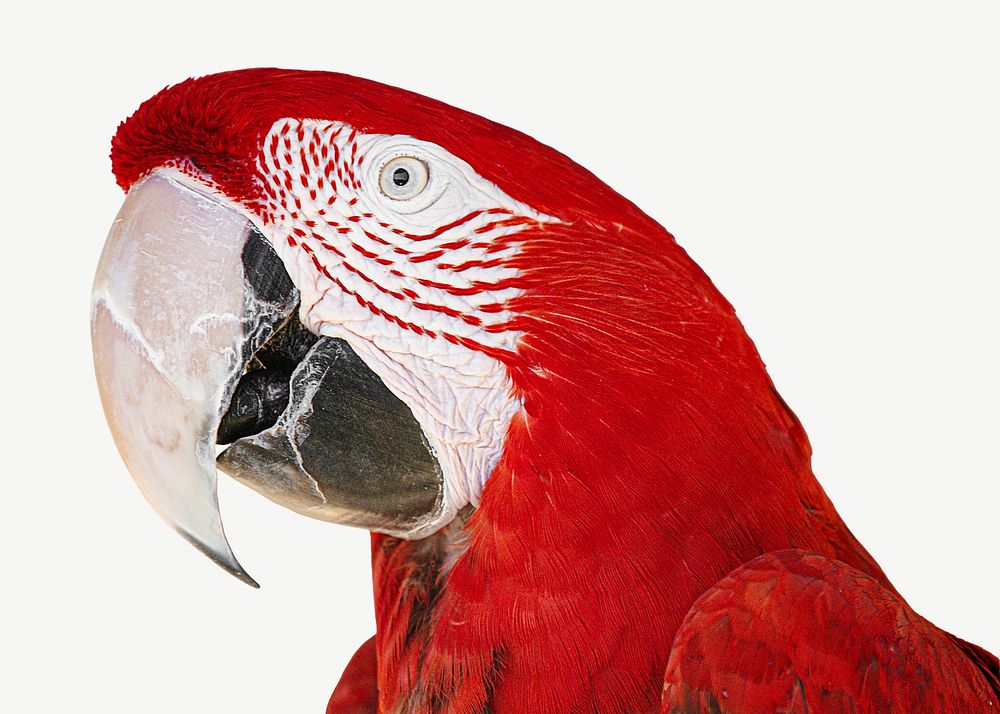 Red Macaw bird collage element psd