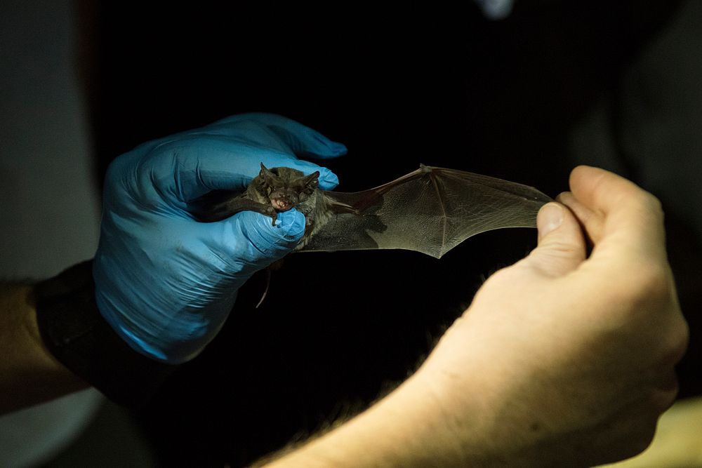 Identifying bat species
