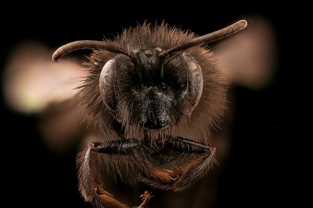 Andrena vanduzeei bee, macro headshot.