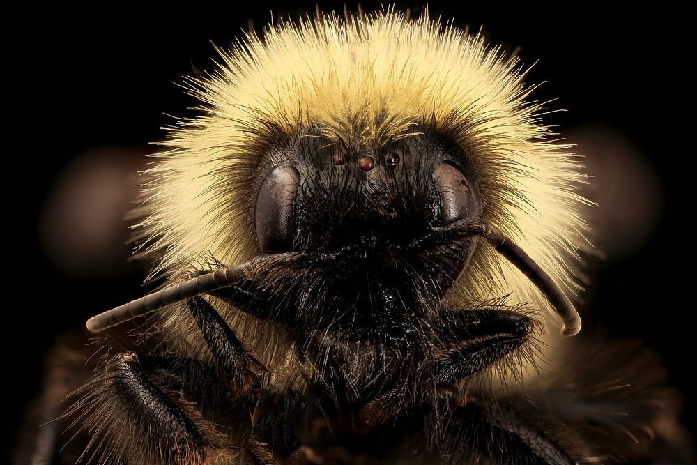 Bumblebee face, Bombus fernaldae.