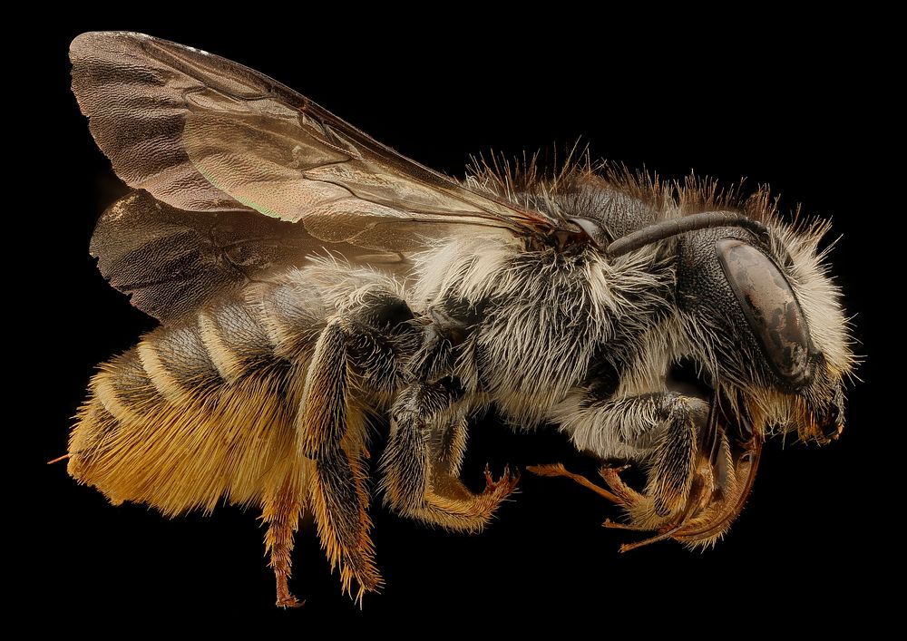 Megachile relativa, female, side view.