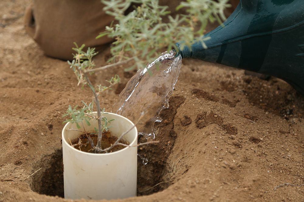 A young plant is watered 