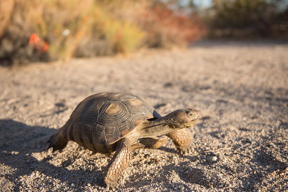 Baby desert tortoise