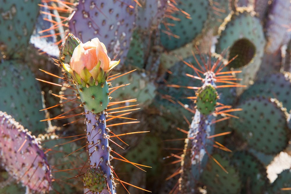 Dollarjoint Prickly Pear cactus flower