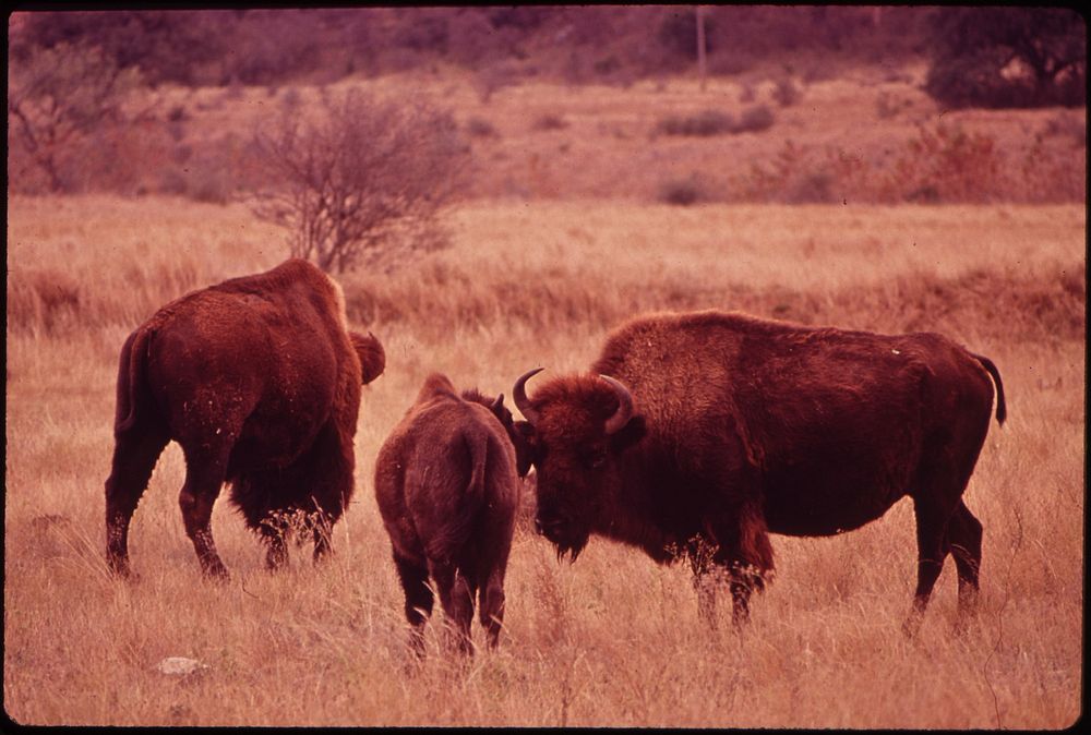Buffalo in Meadow on Bell Ranch. Original public domain image from Flickr