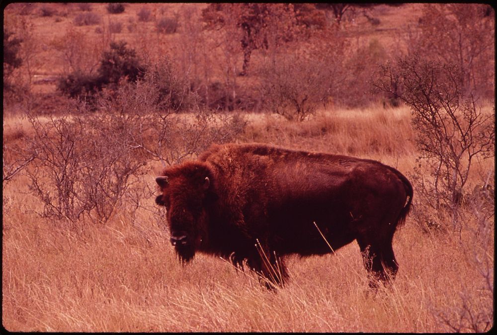 Buffalo on Bell Ranch. Original public domain image from Flickr