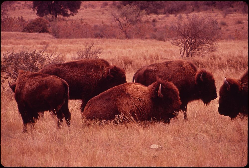 Buffalo Herd on Bell Ranch. Original public domain image from Flickr