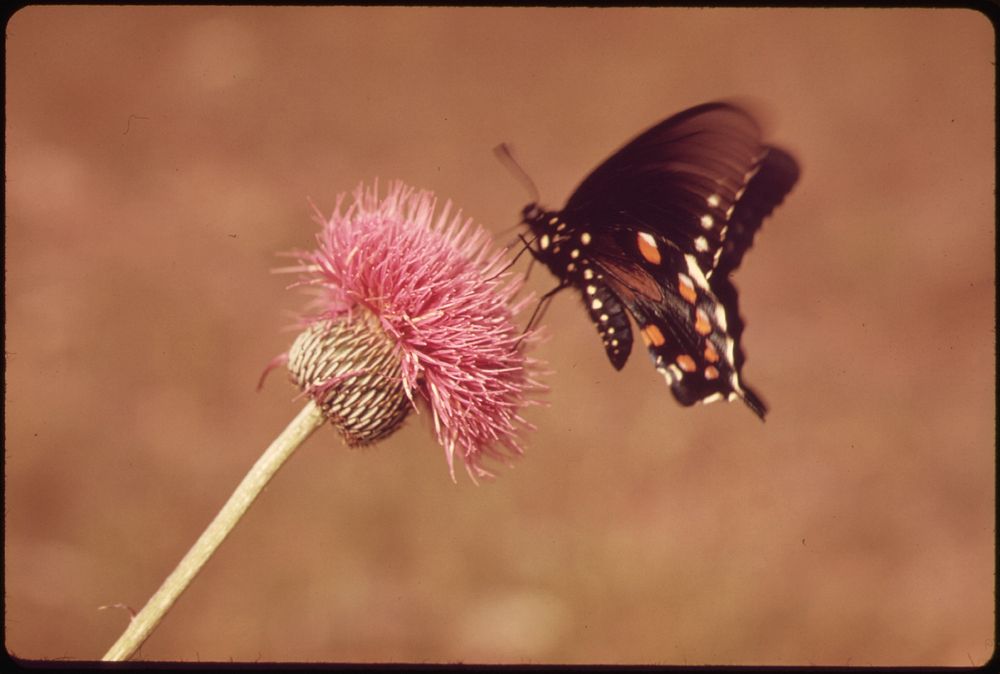 Milk Wort and Butterfly. Original public domain image from Flickr