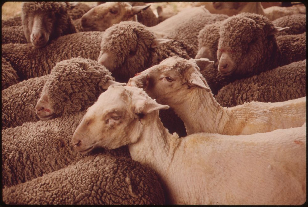 Group of sheep on the farm. Original public domain image from Flickr