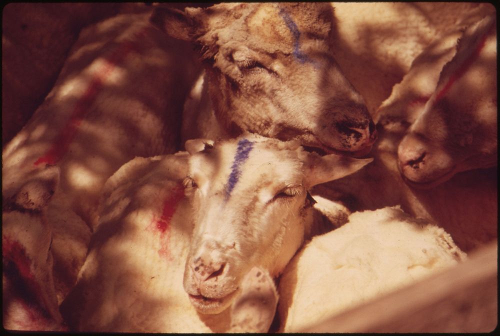 Sheep on a ranch. Original public domain image from Flickr