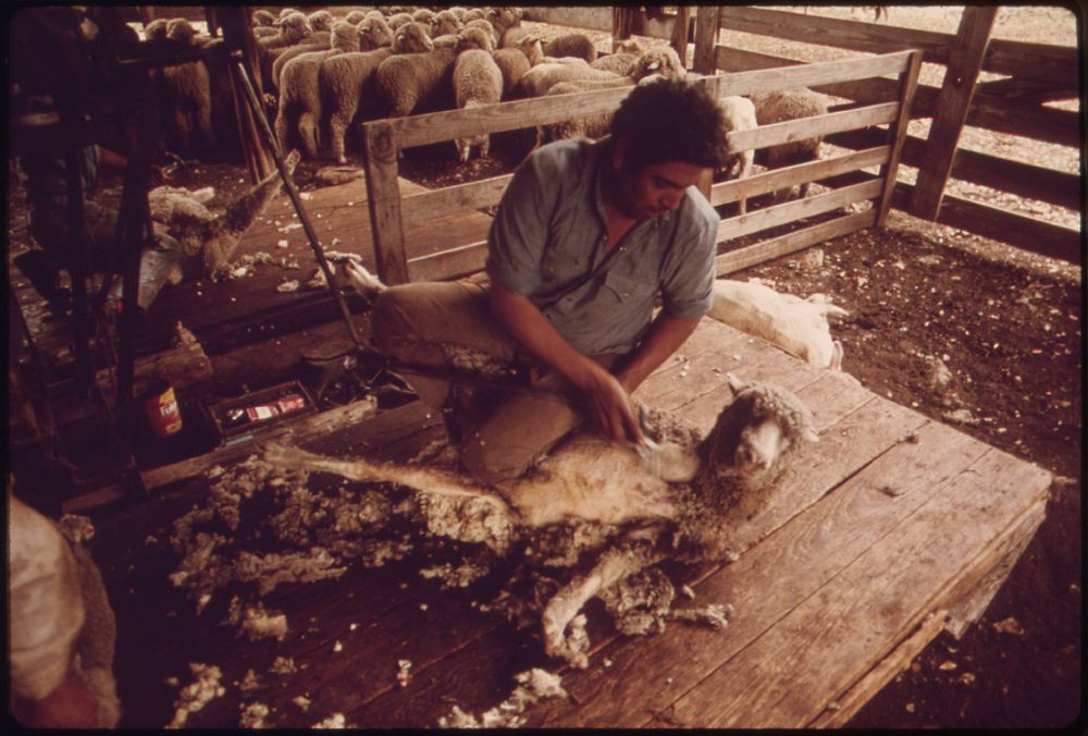 Sheep Being Sheared on a Ranch near Leakey, Texas, and San Antonio 05/1973. Original public domain image from Flickr