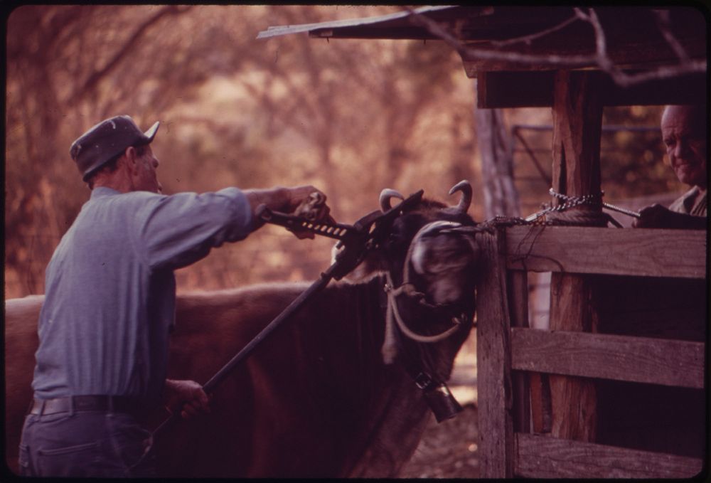 Cow on a Farm near Leakey, Being De-Horned. Near San Antonio, 12/1973. Original public domain image from Flickr