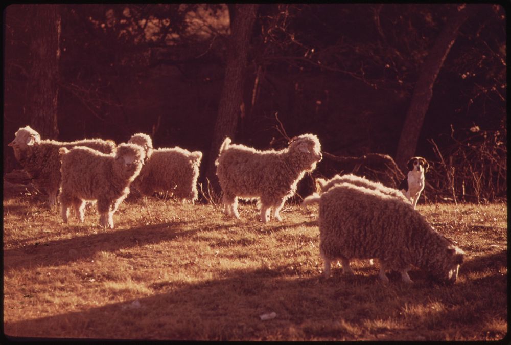 Angora goats guarded by a watchdog on a farm. Original public domain image from Flickr