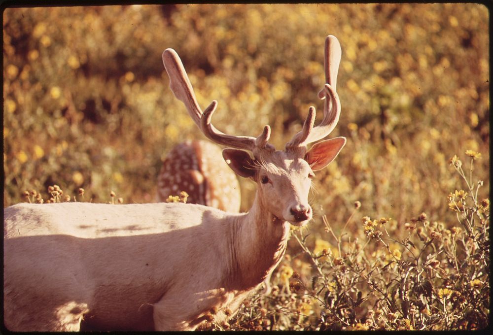 Wild Deer. Original public domain image from Flickr