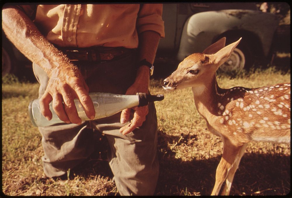 Man feeding small deer. Original public domain image from Flickr