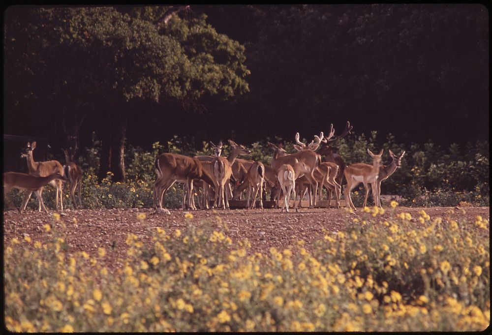 Wild Deer in Garner State Park. Original public domain image from Flickr