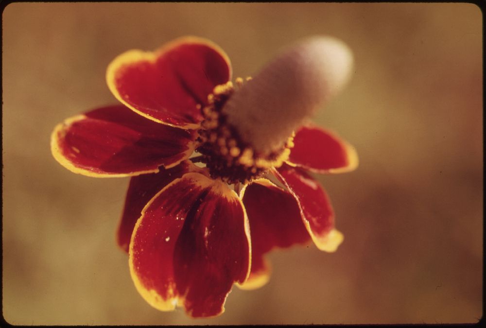 Sneeze Weed Flower Blooming in the Texas Countryside. Original public domain image from Flickr