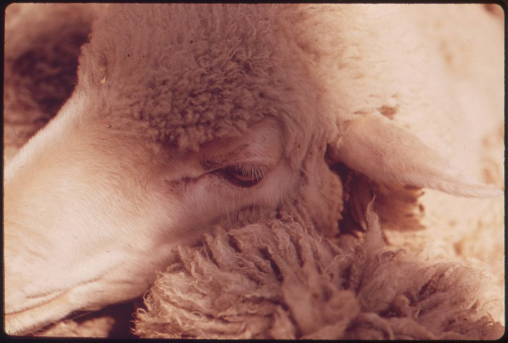 Closeup of a Sheep's Head on a Ranch near Leakey, Texas, and San Antonio. Original public domain image from Flickr