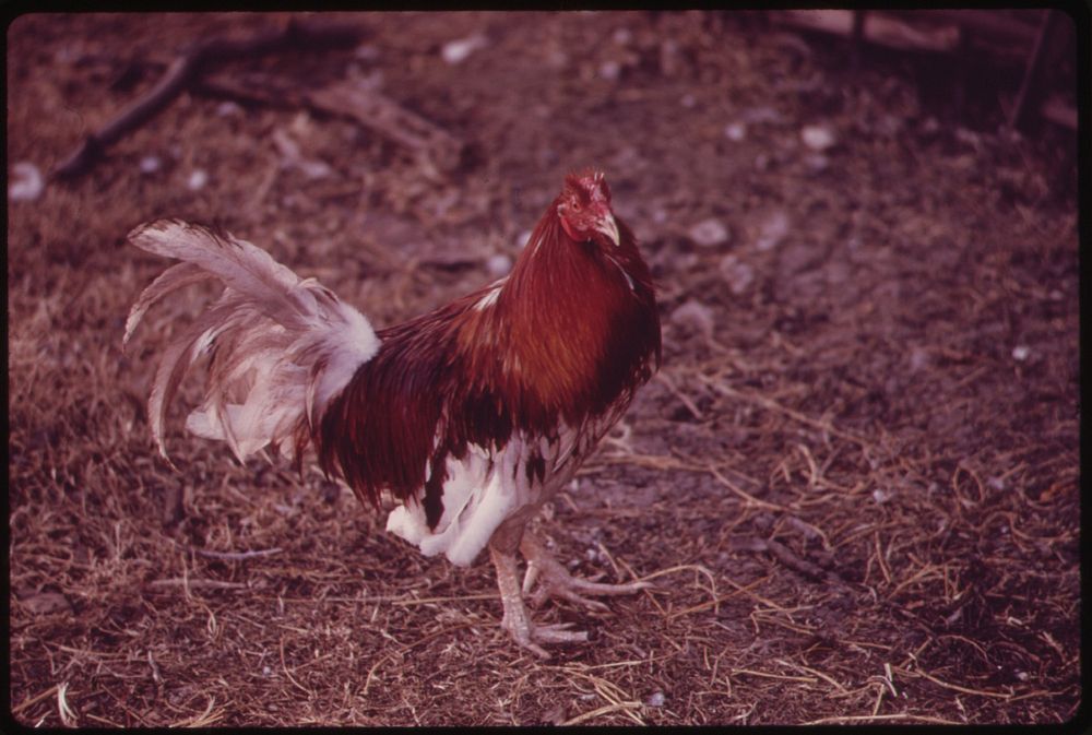 Gamecock on a Farm near Leakey, Texas, and San Antonio, 12/1973. Original public domain image from Flickr