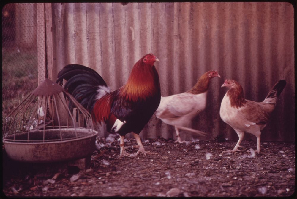 Gamecocks on a Farm near Leakey, Texas, and San Antonio, 12/1973. Original public domain image from Flickr