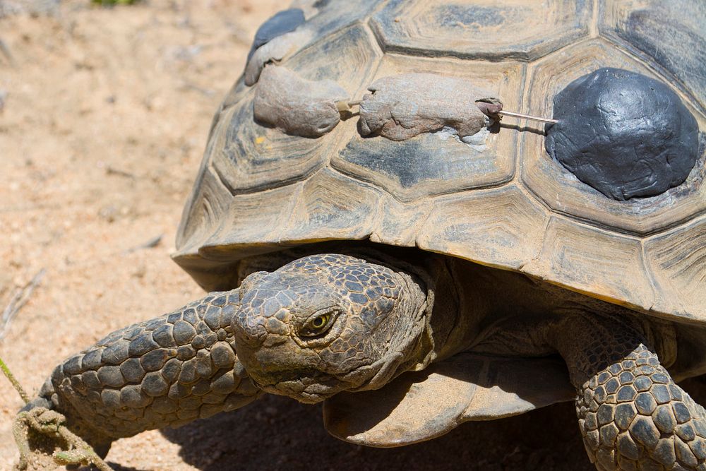 Desert tortoise