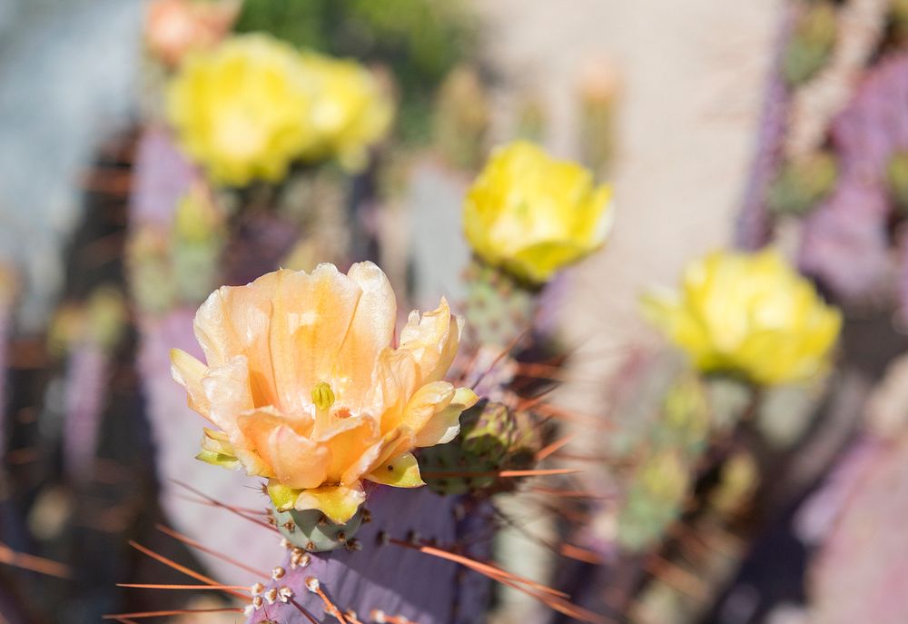 Dollarjoint Prickly Pear cactus flower