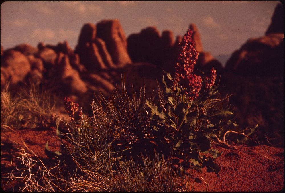 Yucca, 05/1972. Original public domain image from Flickr