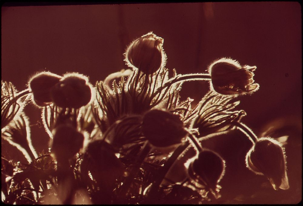 Pasque Flowers - This Early Blooming Spring Flower Survives the Late Snow Storms of the Rocky Mountains, 05/1972. Original…