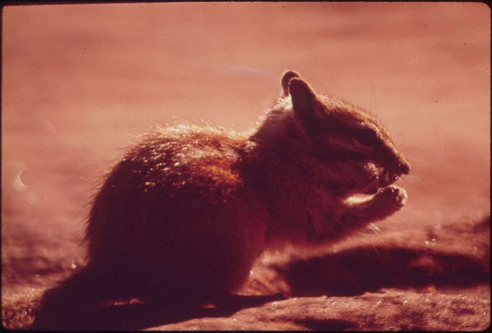 Chipmunk at Campground of Dead Horse Point State Park, 05/1972. Original public domain image from Flickr