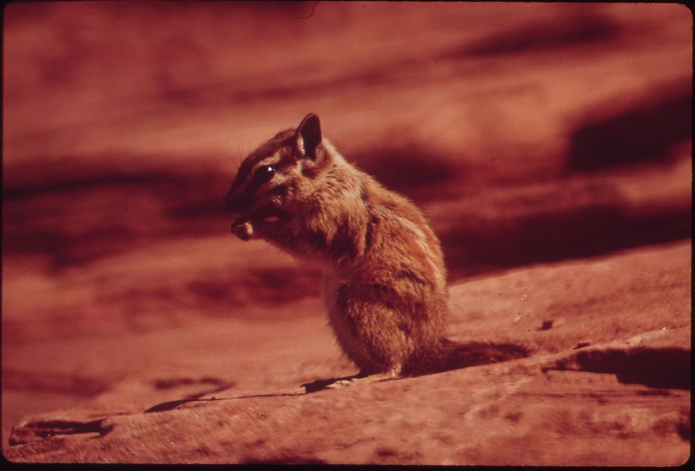 Chipmunk at Campground of Dead Horse Point State Park, 05/1972. Original public domain image from Flickr